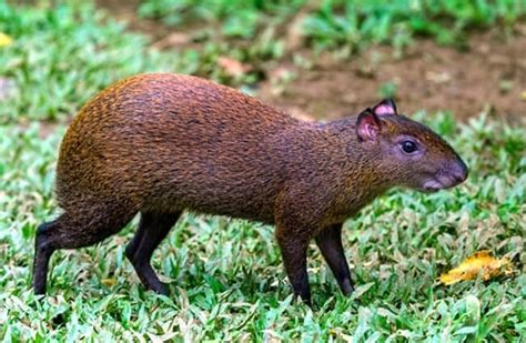 cousin of agoutis nyt|cousins of agoutis.